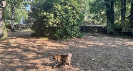 Saint-Cézaire-sur-Siagne Terrain à bâtir - 2257432-5826annonce2202509027tEma.jpeg Maisons de Manon