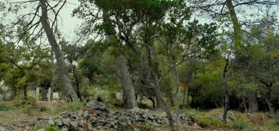 Terrain à bâtir à Saint-Maximin-la-Sainte-Baume, Provence-Alpes-Côte d'Azur