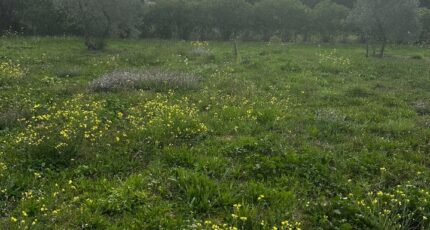 Saint-Cannat Terrain à bâtir - 2302386-7054annonce220251012XPA4W.jpeg Maisons de Manon