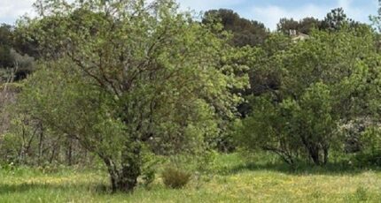 Septèmes-les-Vallons Terrain à bâtir - 2315735-7060annonce220250403KqZuh.jpeg Maisons de Manon