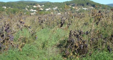 Cuers Terrain à bâtir - 2350352-11080annonce120251126a7ARz.jpeg Maisons de Manon