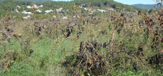 Terrain à bâtir à , Var