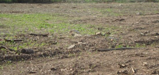 Terrain à bâtir à , Var