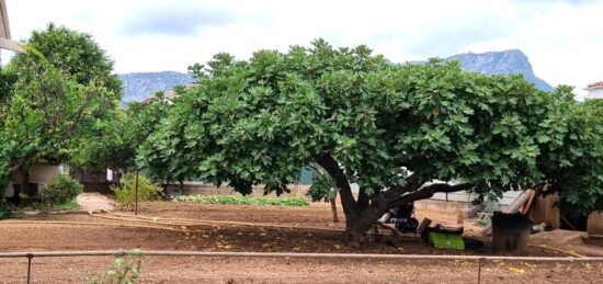 Terrain à bâtir à , Var