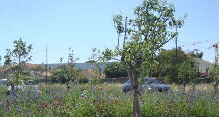 Hyères Terrain à bâtir - 2349981-11077annonce120251126a3ZMP.jpeg Maisons de Manon