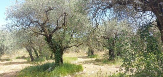Terrain à bâtir à Opio, Provence-Alpes-Côte d'Azur