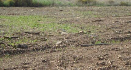 Pierrefeu-du-Var Terrain à bâtir - 2350354-11080annonce220251126x0xr2.jpeg Maisons de Manon