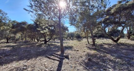 Cucuron Terrain à bâtir - 2436678-7050annonce320260223vSTTB.jpeg Maisons de Manon