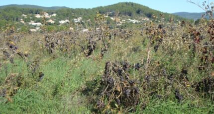 Cuers Maison neuve - 2350353-11080annonce220251126huFK3.jpeg Maisons de Manon