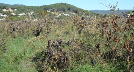 Cuers Maison neuve - 2350353-11080annonce320251126WleyA.jpeg Maisons de Manon