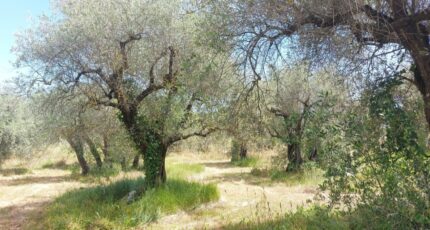 Opio Terrain à bâtir - 2446350-1837annonce120260303cRwdL.jpeg Maisons de Manon